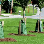 Water Bags for Trees