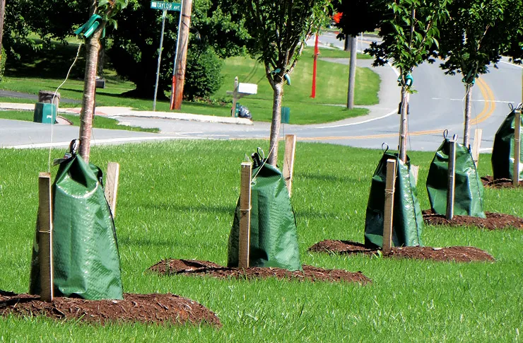 Water Bags for Trees