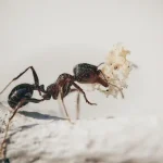 How to Get Rid of Ants in the Bathroom