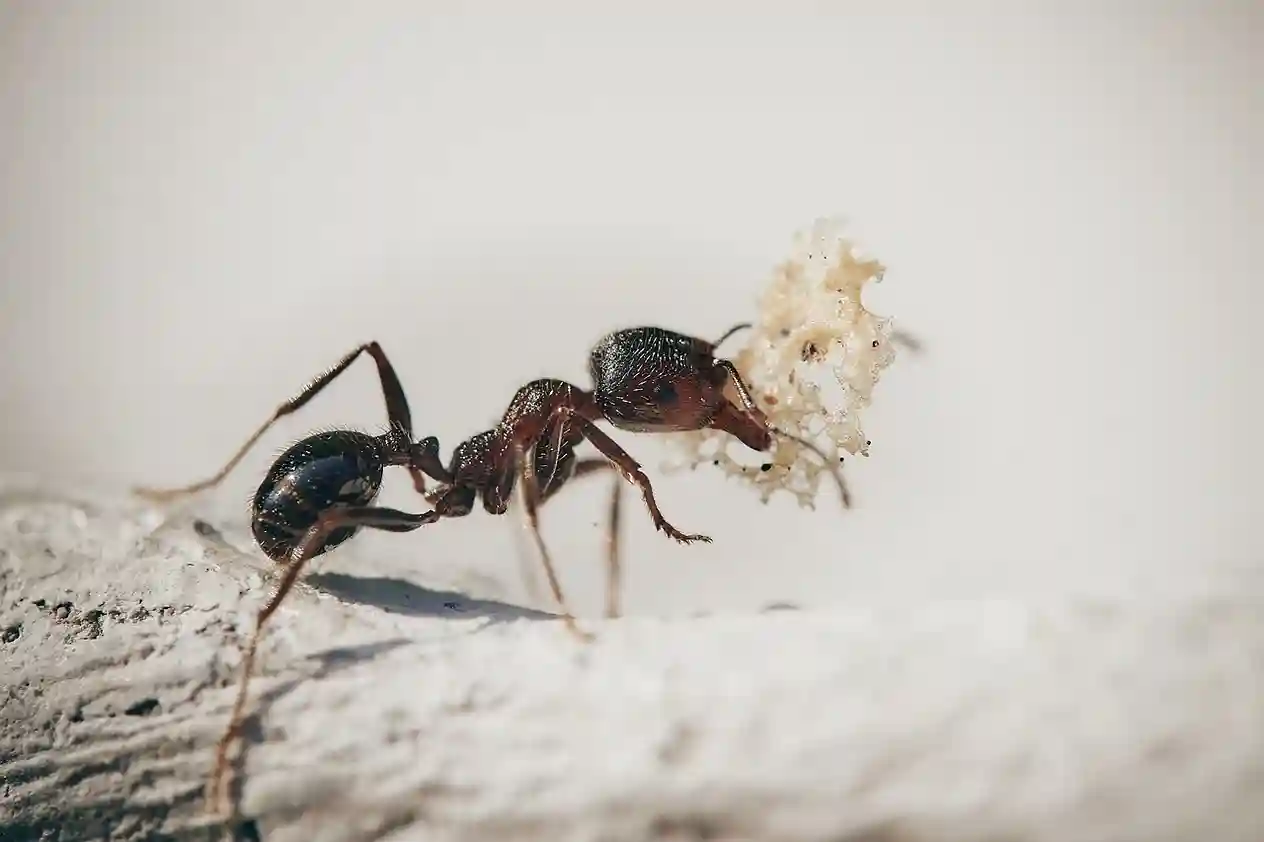 How to Get Rid of Ants in the Bathroom