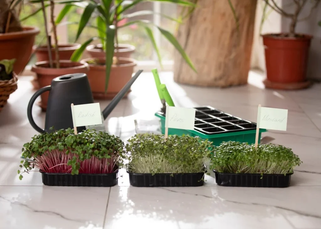 Maximizing Your Mini Garden