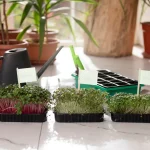 Maximizing Your Mini Garden