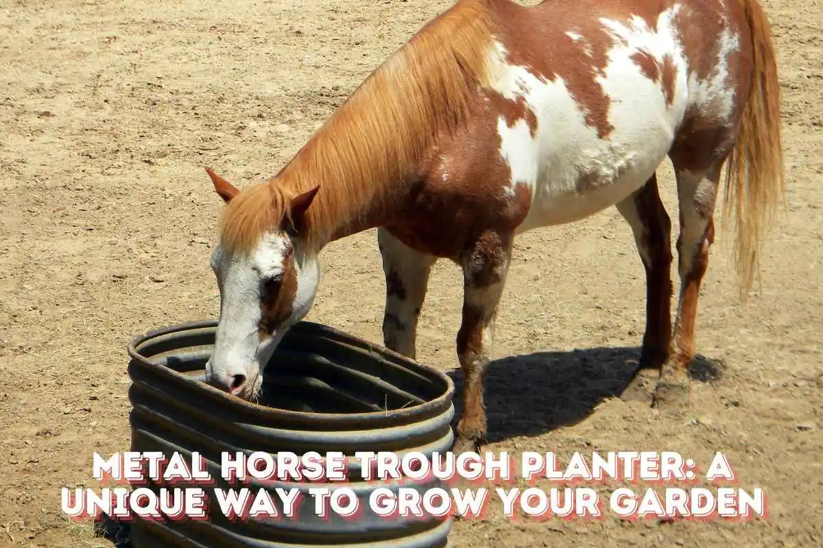 metal horse trough planter