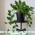 How to Grow and Care for Pothos