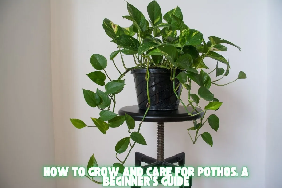 How to Grow and Care for Pothos