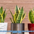 How to Grow and Care for Your Snake Plant Easy Tips