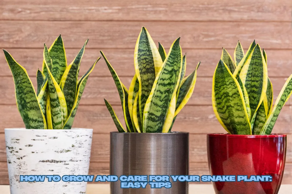 How to Grow and Care for Your Snake Plant Easy Tips