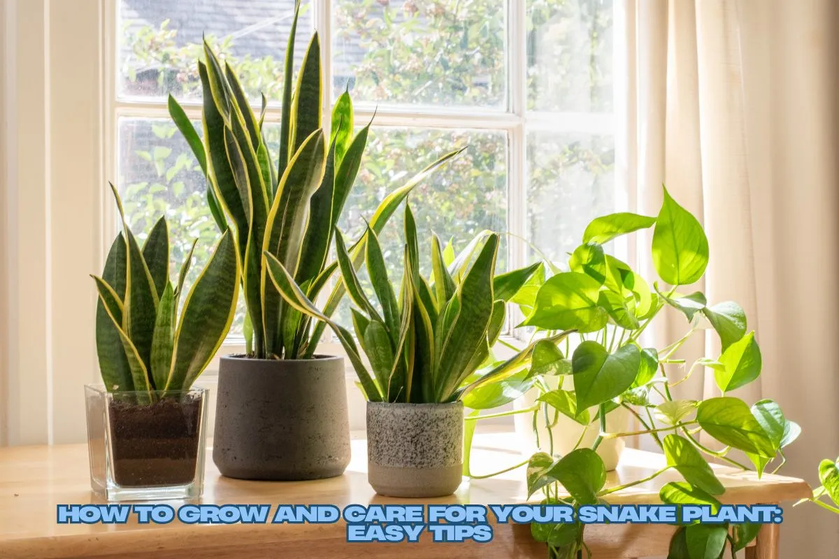 Snake Plant