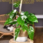 Pink Princess Philodendron Care: Tips for a Stunning Houseplant