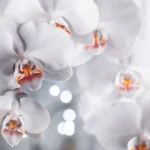 Faux Orchids 101: Care, Maintenance, and Styling Tips