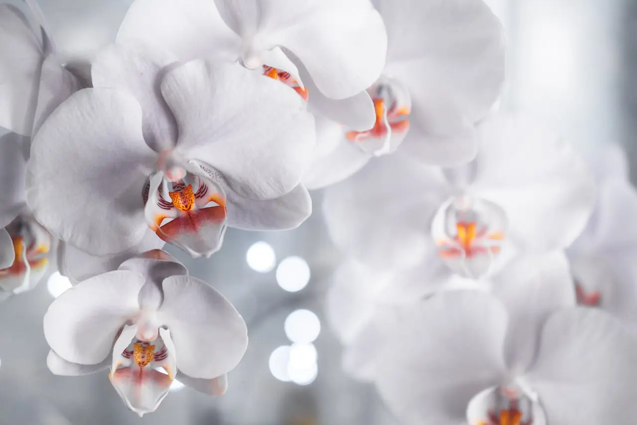 Faux Orchids 101: Care, Maintenance, and Styling Tips