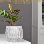 Prayer Plant Care Guide Tips for a Thriving Tropical Beauty