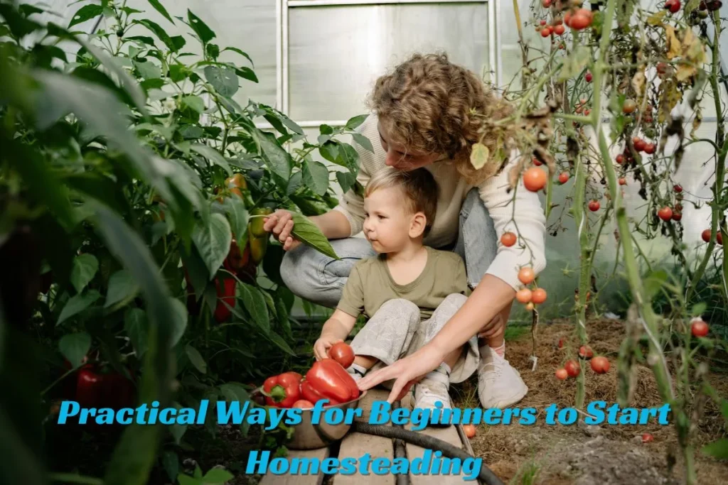 Practical Ways for Beginners to Start Homesteading