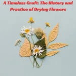 A Timeless Craft The History and Practice of Drying Flowers